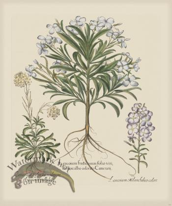 Besler 180 Colored  B2